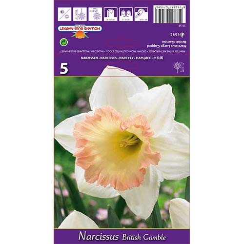 5 db, Nárcisz British Gamble - Hagymák: Mod de ambalare: 5 db