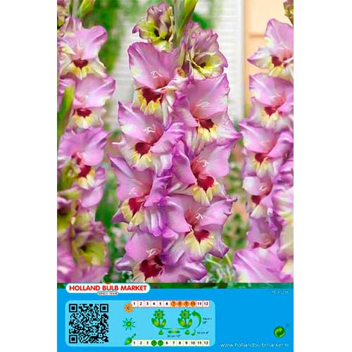 5 db, Kardvirág Bono's Memory - Hagymák: Mod de ambalare: 5 db