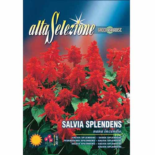 1 szt, Kerti törpe zsálya Incendio - Magok: Mod de ambalare: 1 db