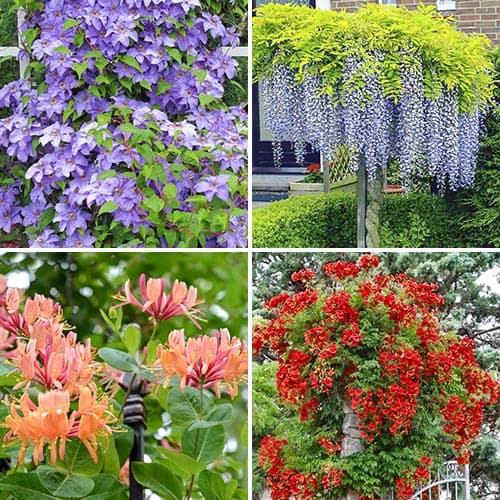 Akciós csomag! Pink Sensation Hortenziák, 3 fajtából álló készlet - Palánták: Mod de ambalare: 3 db