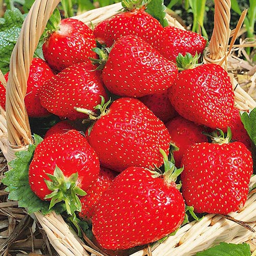 5 db, Eper Roxana - Palánták: Mod de ambalare: 5 db