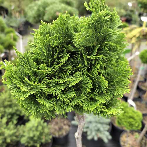 1 db, Cypress Nana Gracilis, C4 - Palánták: Mod de ambalare: 1 db