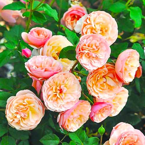 1 db, Rózsák floribunda Eveline Wild - Palánták: Mod de ambalare: 1 db