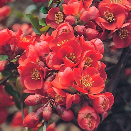 1 db, Birsalma japán Fire dance - Palánták: Mod de ambalare: 1 db