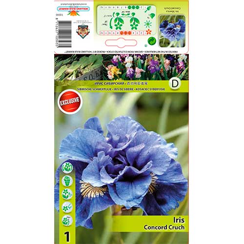 1 db, Szibériai nőszirom Concord Crush - Évelő: Mod de ambalare: 1 db