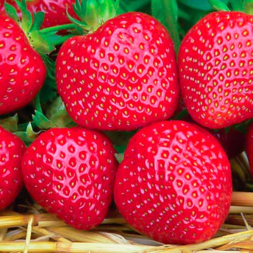 5 Setzling(e), Erdbeeren Fenella - Setzlinge: Ilość w opakowaniu: 5 Setzling(e)