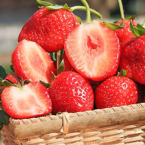 5 Setzling(e), Erdbeeren Vima Zanta - Setzlinge: Ilość w opakowaniu: 5 Setzling(e)