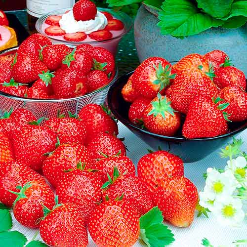 5 Setzling(e), Erdbeeren Francesca - Setzlinge: Ilość w opakowaniu: 5 Setzling(e)