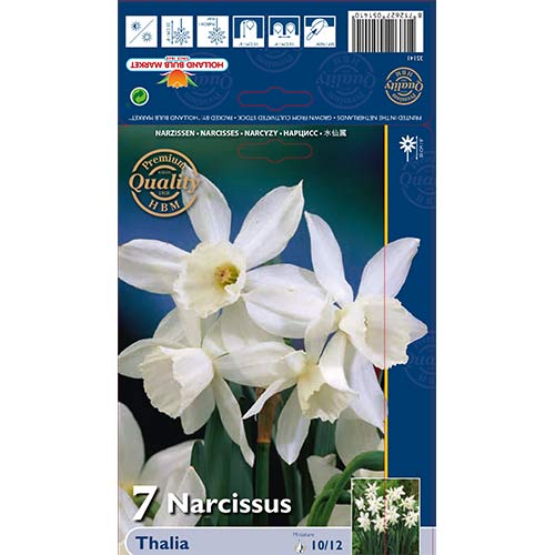 7 Stück, Narzisse Thalia - Blumenzwiebeln: Ilość w opakowaniu: 7 Stück