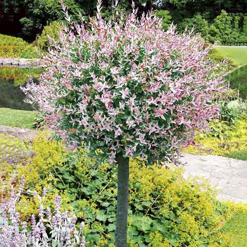 1 Pflanze(n), Kätzchenweide Hakuro Nishiki, С3 - Setzlinge: Ilość w opakowaniu: 1 Pflanze(n)