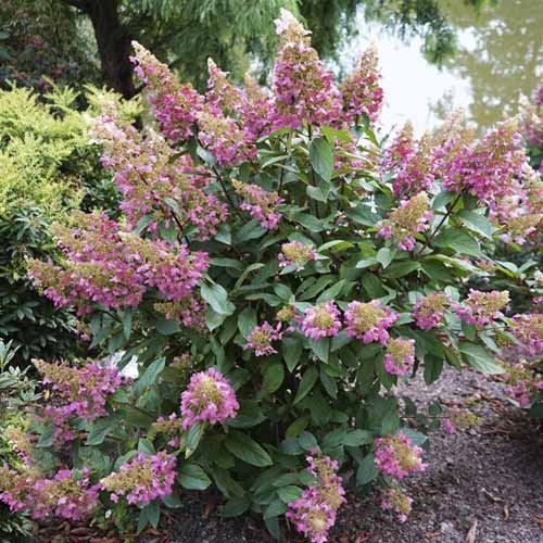 1 Pflanze(n), Rispenhortensie Pinky Winky PBR, C7,5 - Setzlinge: Ilość w opakowaniu: 1 Pflanze(n)