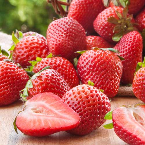 5 Setzling(e), Erdbeeren Malling Centenary - Setzlinge: Ilość w opakowaniu: 5 Setzling(e)