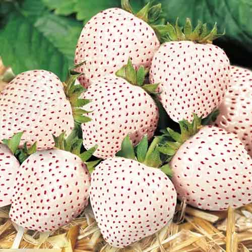 5 Setzling(e), Erdbeeren Snow White - Setzlinge: Ilość w opakowaniu: 5 Setzling(e)