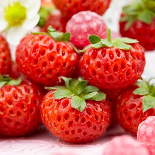 5 Setzling(e), Erdbeeren Mieze Schindler - Setzlinge: Ilość w opakowaniu: 5 Setzling(e)