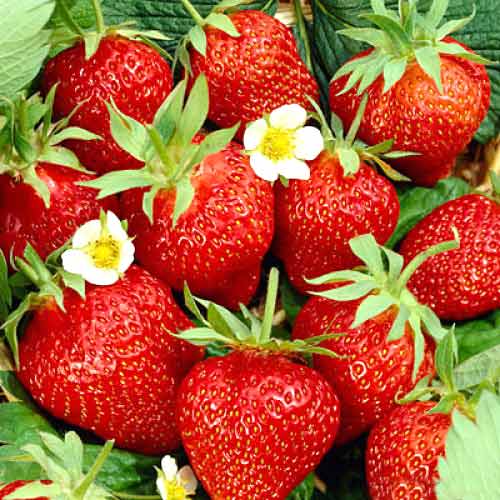 1 szt, Erdbeeren Kimberly - Setzlinge: Ilość w opakowaniu: 5 Setzling(e)