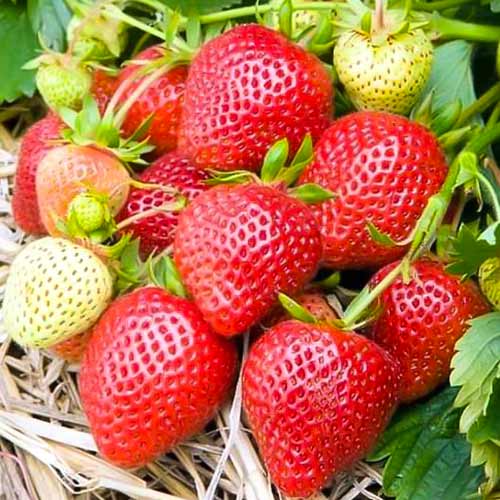 5 Setzling(e), Erdbeeren Elianny - Setzlinge: Ilość w opakowaniu: 5 Setzling(e)