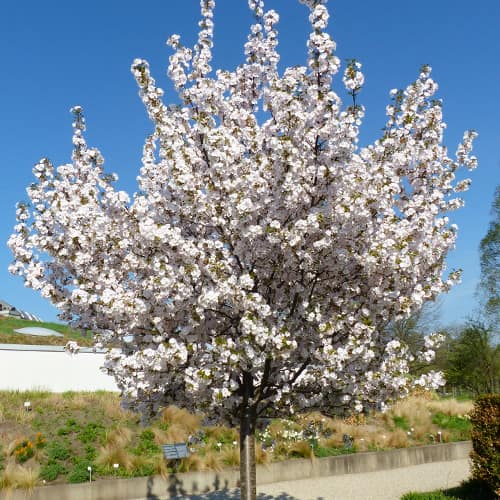 1 none, Japanische Säulenkirsche Sunset Boulevard - Setzlinge: Ilość w opakowaniu: 1 none