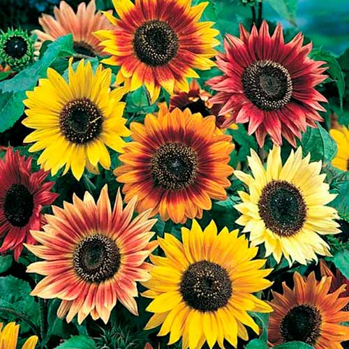 1 szt, Sonnenblumen Beauty Giant, mix - Samen: Ilość w opakowaniu: 1 Stück