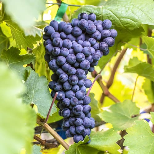 1 Pflanze(n), Weintraube Alden - Setzlinge: Ilość w opakowaniu: 1 Pflanze(n)