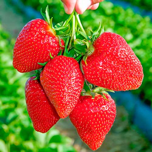 5 Setzling(e), Erdbeeren Darselect - Setzlinge: Ilość w opakowaniu: 5 Setzling(e)