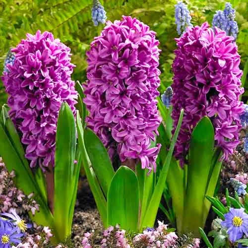 3 Stück, Hyazinthe Miss Saigon - Blumenzwiebeln: Ilość w opakowaniu: 3 Stück