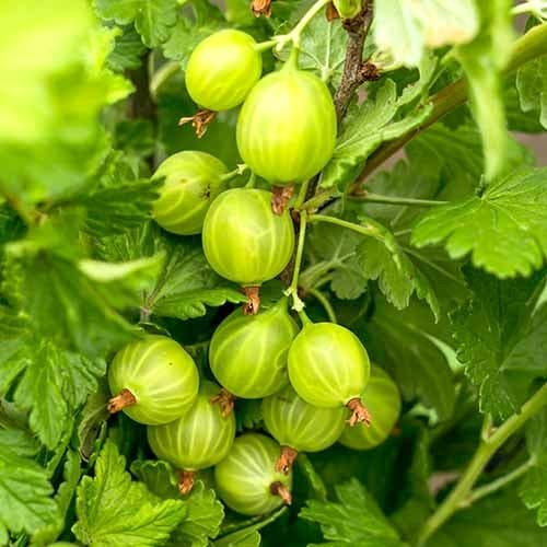 1 Pflanze(n), Stachelbeere Mucurines - Setzlinge: Ilość w opakowaniu: 1 Pflanze(n)