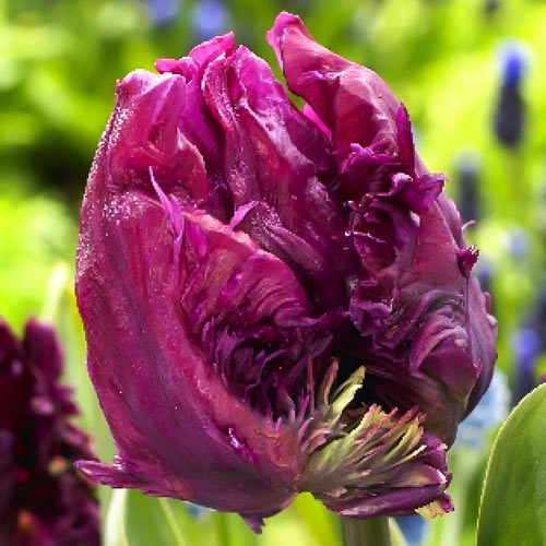 2 Stück, Tulpe Parrot Prince - Blumenzwiebeln: Ilość w opakowaniu: 2 Stück
