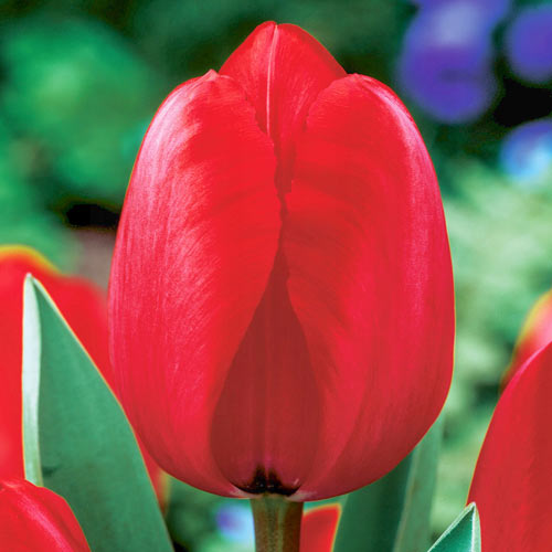 10 Stück, Tulpe Red Impression - Blumenzwiebeln: Ilość w opakowaniu: 10 Stück