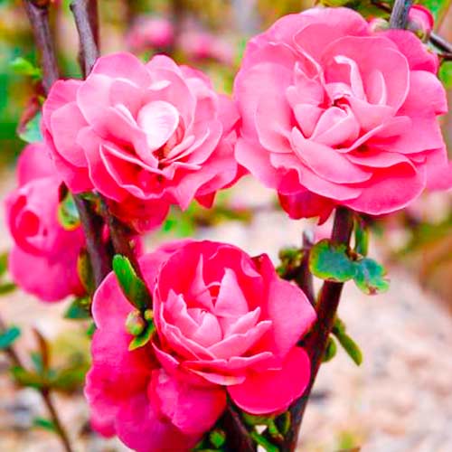 1 szt, Quitte japanischer Pink Storm - Setzlinge: Ilość w opakowaniu: 1 szt