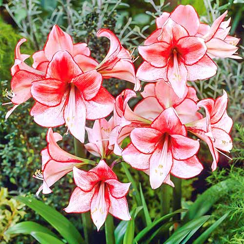 1 Stück, Amaryllis (Ritterstern) Charisma - Blumenzwiebeln: Ilość w opakowaniu: 1 Stück