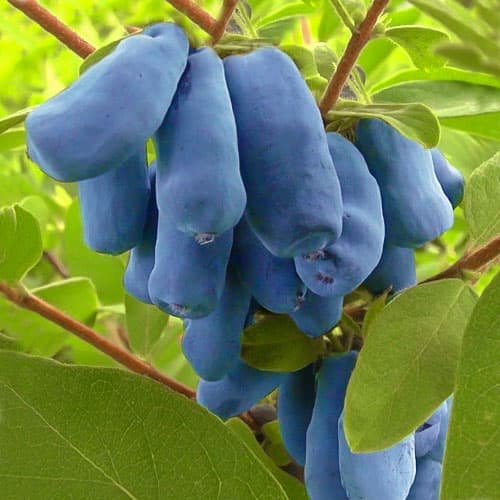 1 Pflanze(n), Honigbeere Wojtek, P9 - Setzlinge: Ilość w opakowaniu: 1 Pflanze(n)