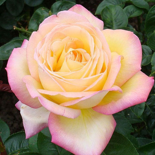 1 Pflanze(n), Großblütige Rose Gloria Dei, C3 - Setzlinge: Ilość w opakowaniu: 1 Pflanze(n)