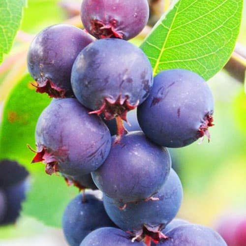 1 Pflanze(n), Felsenbirne Smoky - Setzlinge: Ilość w opakowaniu: 1 Pflanze(n)