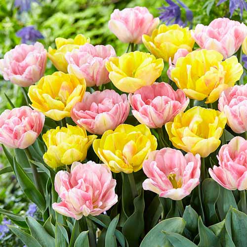 Tolles Angebot! Tulpe, Set von 2 Sorten - Blumenzwiebeln: Ilość w opakowaniu: 25 Stück