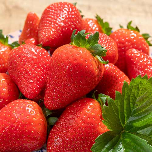 5 Setzling(e), Erdbeeren Lola - Setzlinge: Ilość w opakowaniu: 5 Setzling(e)