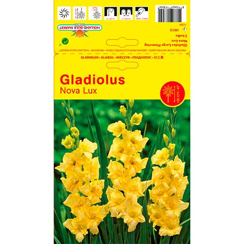 5 Stück, Großblumige Gladiole Nova Lux - Zwiebeln: Ilość w opakowaniu: 5 Stück