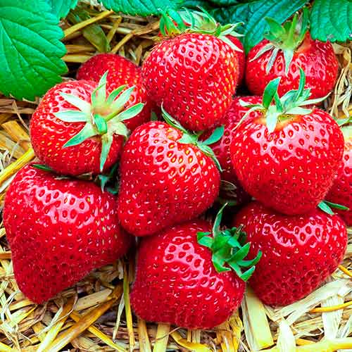 5 Setzling(e), Erdbeeren Florence - Setzlinge: Ilość w opakowaniu: 5 Setzling(e)