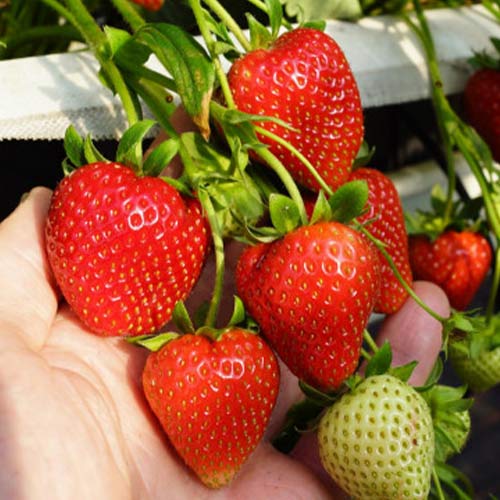 5 Setzling(e), Erdbeeren Daroyal - Setzlinge: Ilość w opakowaniu: 5 Setzling(e)