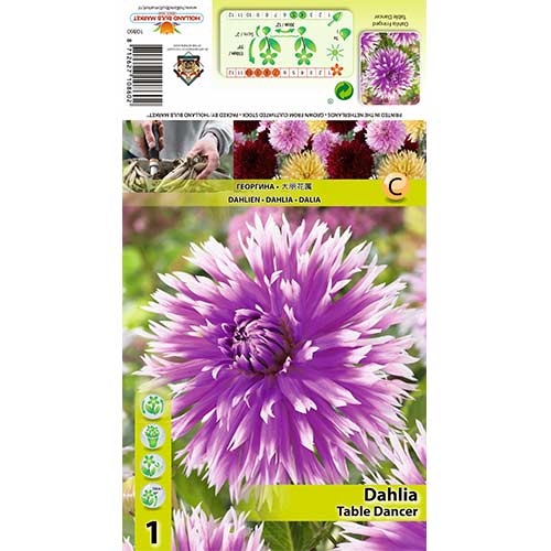 1 Stück, Dahlie Table dancer - Stauden: Ilość w opakowaniu: 1 Stück