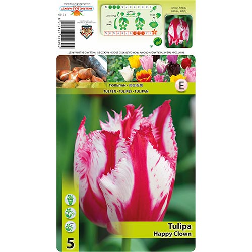 5 none, Tulpe Happy Clown - Blumenzwiebeln: Ilość w opakowaniu: 5 none