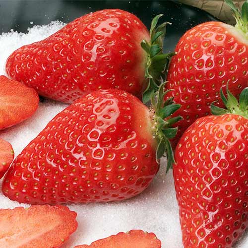 5 Setzling(e), Erdbeeren Alba - Setzlinge: Ilość w opakowaniu: 5 Setzling(e)