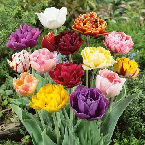 10 Stück, Tulpe Double Late Mixed - Blumenzwiebeln: Ilość w opakowaniu: 10 Stück