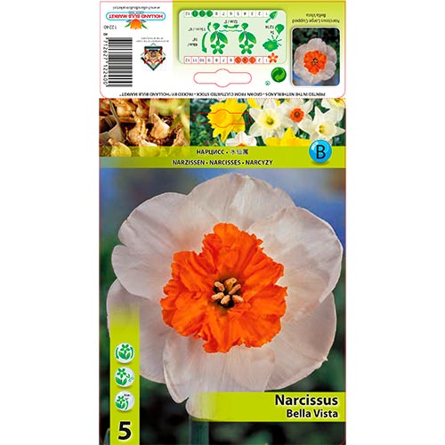 Narcissus Bella Vista - Bulbos: Ilość w opakowaniu: 5 bulbe