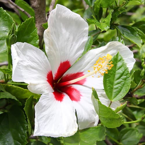 Hibisco (Syriana syriaca) Red heart, P9 - Plântulas: Ilość w opakowaniu: 1 plant