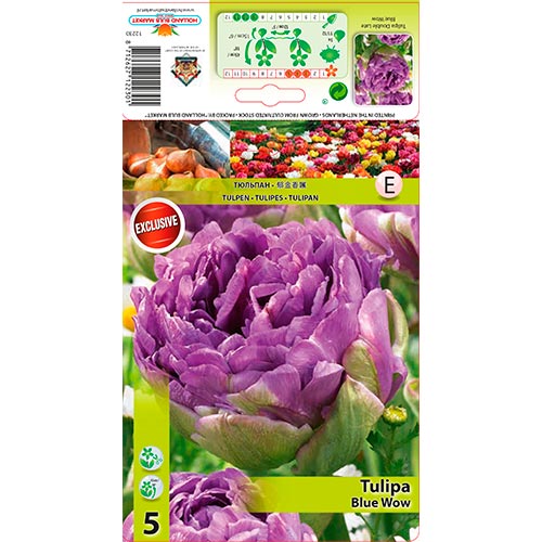 Tulip Blue Wow - Bulbos: Ilość w opakowaniu: 5 bulbe