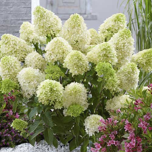 Hortênsia Skyfall Frenne Bouquet Hydrangea PBR - Plântulas: Ilość w opakowaniu: 1 plant