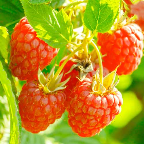 Frambuesa Heritage, Р9 - Plántulas: Ilość w opakowaniu: 1 plantas