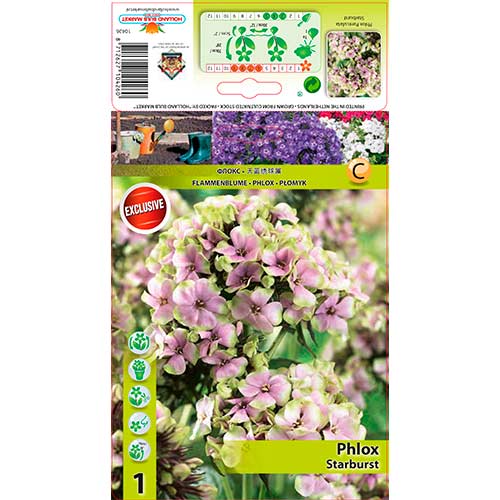 1 szt, Płomyk Starburst - Byliny: Ilość w opakowaniu: 1 szt.