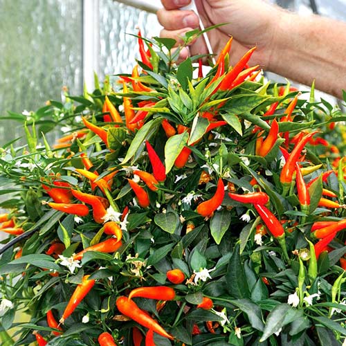 1 szt, Papryka ostra sadzonka - Nasiona: Ilość w opakowaniu: 8 sadz