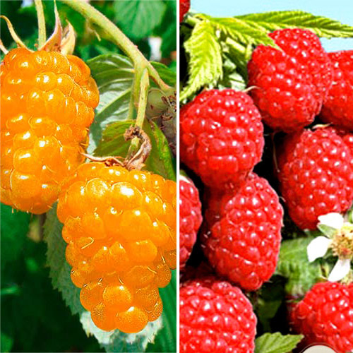 6 sadz, Super Oferta! Zestaw maliny 6 sadzonek - Sadzonki: Ilość w opakowaniu: 6 sadz